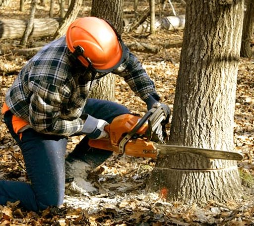 Tree Removal in Washburn, TN